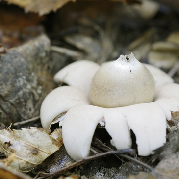 Geastrum fimbriatum, hvězdovka brvitá...