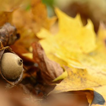 Geastrum sp., hvězdovka - Táborsko