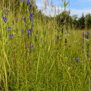 Gentiana pneumonanthe,  hořec...