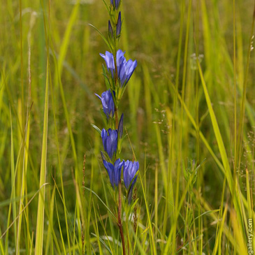 Gentiana pneumonanthe,  hořec...