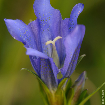 Gentiana pneumonanthe – hořec hořepník