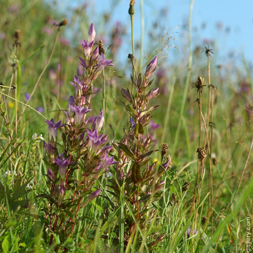 Gentianella praecox subsp. bohemica...