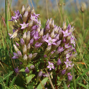 Gentianella praecox subsp. bohemica...