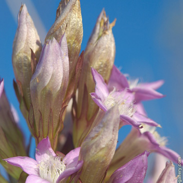 Gentianella praecox subsp. bohemica...