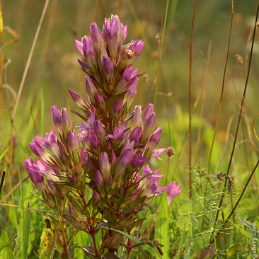 Gentianella praecox subsp. bohemica – hořeček mnohotvarý český