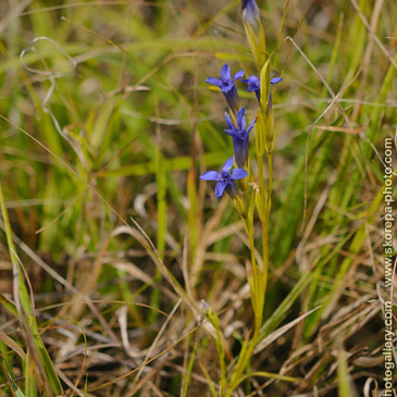 Gentianopsis ciliata, hořec brvitý...