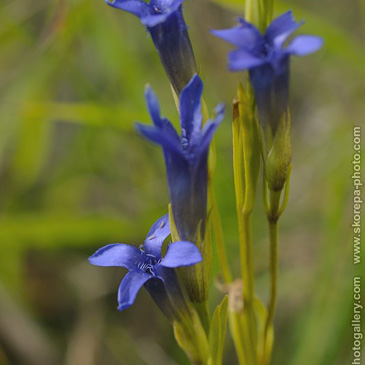 Gentianopsis ciliata, hořec brvitý...