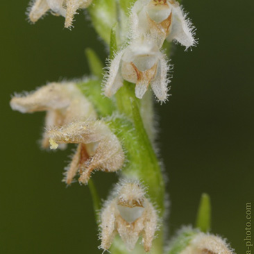 Goodyera repens, smrkovník plazivý -...