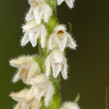 Goodyera repens – smrkovník plazivý