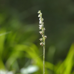 Goodyera repens, smrkovník plazivý -...