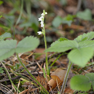 Goodyera repens, smrkovník plazivý -...