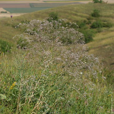 Gypsophila paniculata – šater latnatý