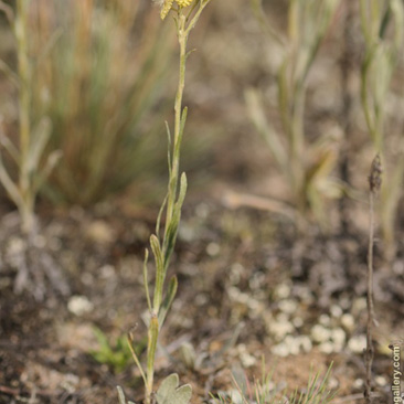 Helichrysum arenarium, smil písečný