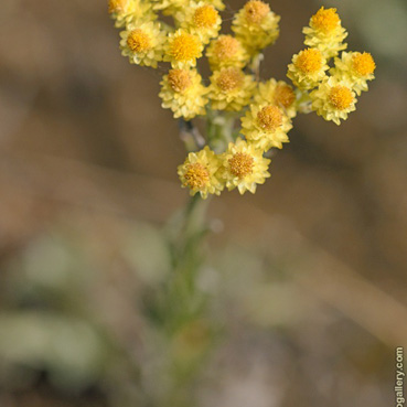 Helichrysum arenarium, smil písečný