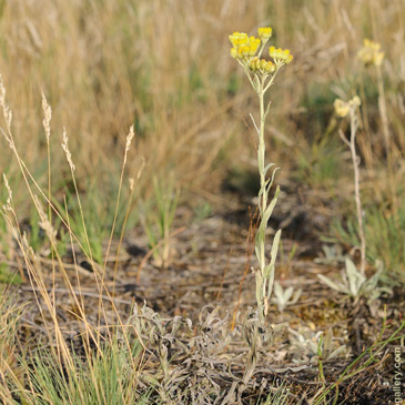 Helichrysum arenarium, smil písečný