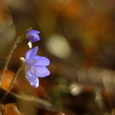 Hepatica nobilis, jaterník podléška...