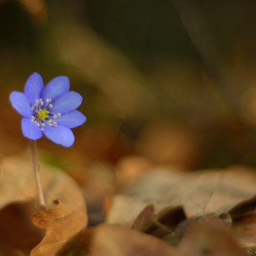 Hepatica nobilis, jaterník podléška...