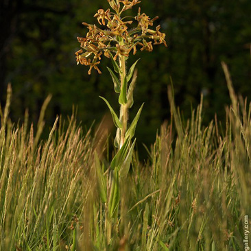 Hesperis tristis, večernice smutná