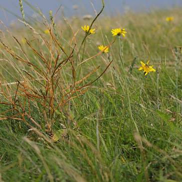 Hesperis tristis, večernice smutná