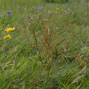 Hesperis tristis, večernice smutná