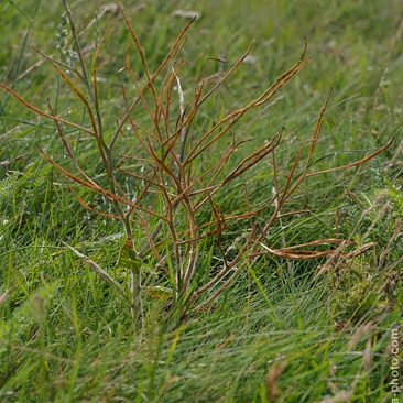 Hesperis tristis, večernice smutná