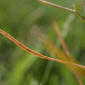 Hesperis tristis, večernice smutná