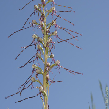 Himantoglossum – jazýček, barlie