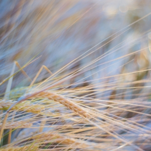 Hordeum vulgare, ječmen setý –...