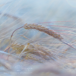 Hordeum vulgare, ječmen setý –...