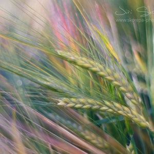 Hordeum vulgare, ječmen setý –...