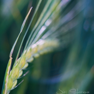 Hordeum vulgare, ječmen setý –...