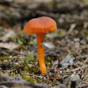 Hygrocybe calciphila, voskovka...