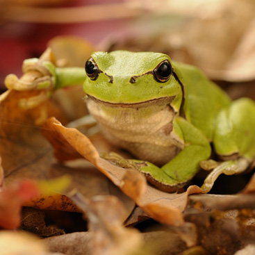 Hyla arborea, rosnička obecná -...