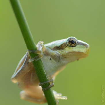 Hyla arborea, rosnička zelená - NPP...