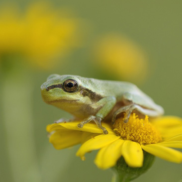 Hyla arborea, rosnička zelená - NPP...