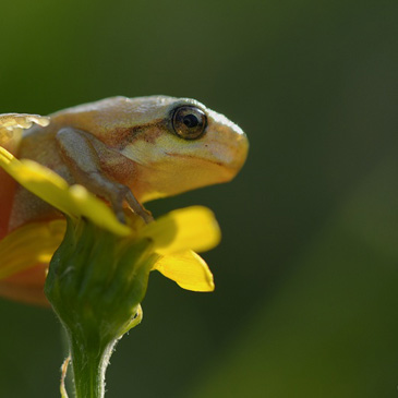 Hyla arborea, rosnička zelená - NPP...