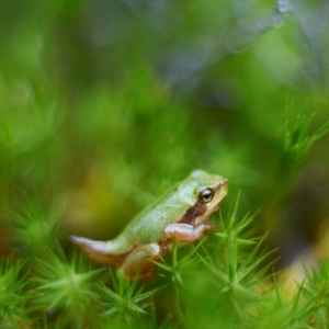 Hyla arborea, rosnička zelená –...