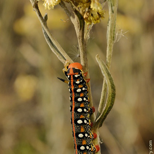 Hyles euphorbiae, lišaj pryšcový