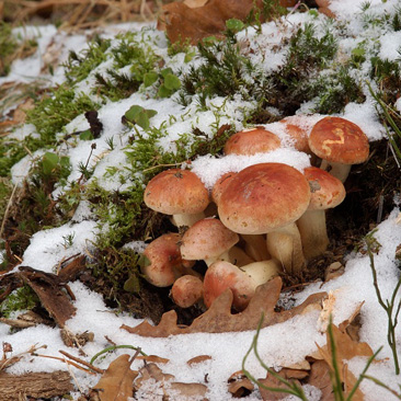 Hypholoma sublateritium, třepenitka...