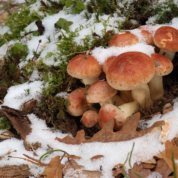 Hypholoma sublateritium – třepenitka cihlová