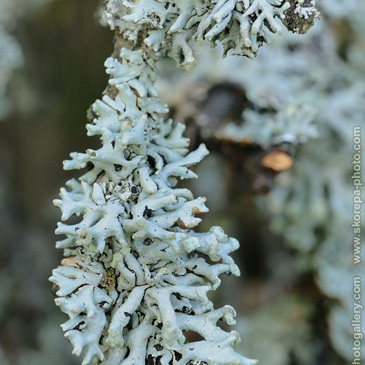 Hypogymnia physodes, terčovka...