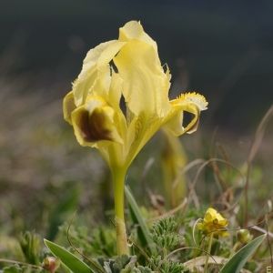 Iris pumila – kosatec nízký