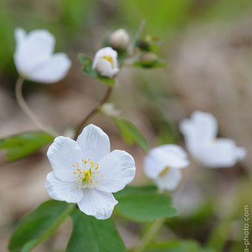 Isopyrum thalictroides, zapalice...