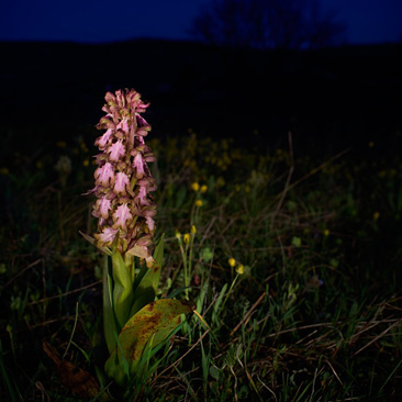 Himantoglossum robertianum – jazýček, barlie statná