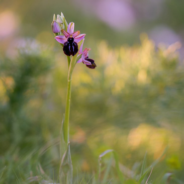 Kvetoucí tořič sipontský (Ophrys...