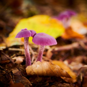 Houby - Mushrooms - Pilze