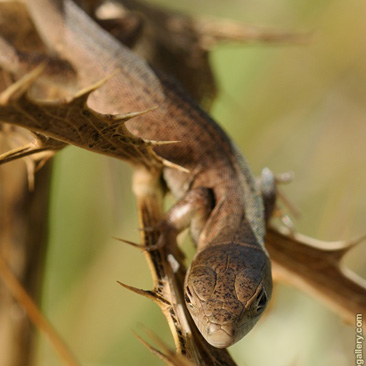 Lacerta viridis - ještěrka zelená...