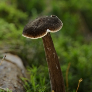 Lactarius lignyotus, ryzec...