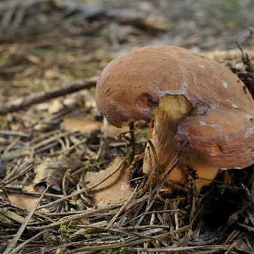 Lactarius volemus, ryzec syrovinka -...