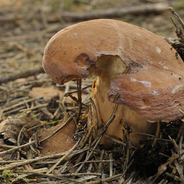 Lactarius volemus, ryzec syrovinka -...